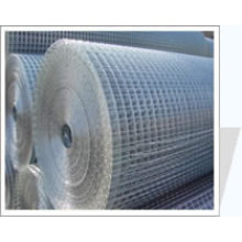 Welded Wire Mesh (High Quality)